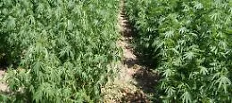 Coltivavano marijuana e hashish nel Palermitano: arrestati padre e figlio