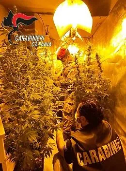 Castel di Judica, arrestati due coltivatori di marijuana in serra