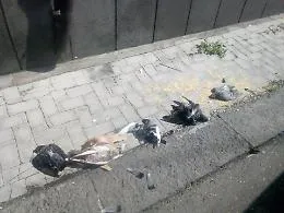 Catania il macabro rituale dei piccioni uccisi e messi in fila