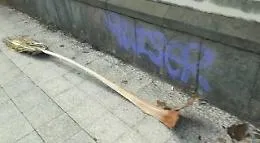 Catania: caduta rami di palma al viale Regina Margherita