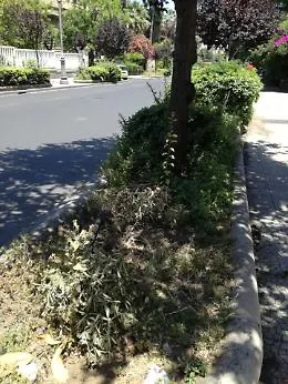 Catania: Viale R. Margherita, morte alcune siepi piantumate di recente