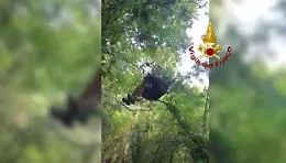 Col parapendio su un albero a 20 metri di altezza, salvato dai Vigili del Fuoco