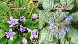 Mandragora scambiata per borragine: intera famiglia ricoverata per avvelenamento