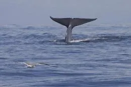 Blue Whale, la sentenza del giudice di Palermo su una "curatrice" che perseguitava una 12enne di Palermo