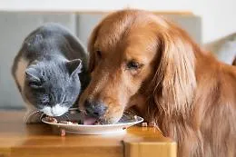 Animali, i cani e i gatti italiani sono i pi&ugrave; fuggitivi d'Europa
