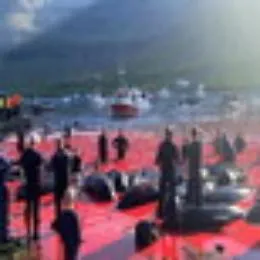 Barbarie nelle Far Oer, uccise per "tradizione" centinaia di balene