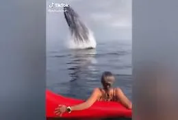 La balena spunta dal nulla: spettacolo!