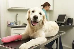 Cane fuggito di casa a Mazara rientra con una zampa amputata