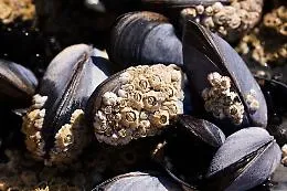 L'Ue abbassa i livelli di cadmio e piombo in frutta, verdura, cereali e semi oleosi