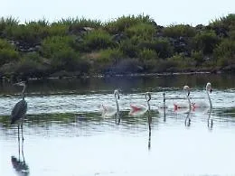 Nel langhetto di Lingua, a Salina, sostano 5 fenicotteri rosa