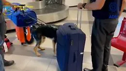 Traffico internazionale, sequestrati 145 chili di droga tra Palermo, Catania e Trapani: i carichi viaggiavano con il corriere espresso