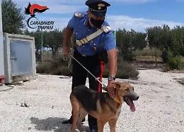 Cagnolino denutrito e lasciato al sole: proprietaria denunciata
