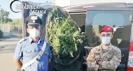 Fiumefreddo, vivaista coltivava anche piante di marijuana: arrestato