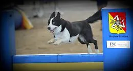Regione, nel caos dei fondi Ue rispunta l'area agility per cani: tutti i progetti (ma &egrave; gi&agrave; scontro)