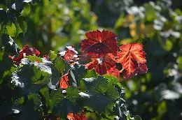 Oggi "entra" ufficialmente l'autunno, ma cos'&egrave; l'equinozio d'autunno?