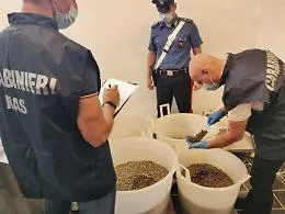 Oltre 13 tonnellate di capperi sequestrate alle Eolie: prive di tracciabilit&agrave;