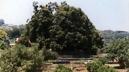 Albero dell'anno, il castagno millenario di Sant'Alfio &egrave; in finale: ecco come votare