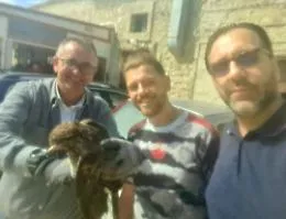 Il sindaco Castellino con l'aiuto di altre due persone Salva una poiana ferita