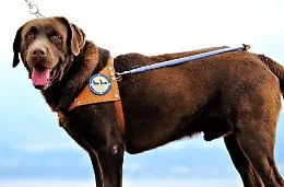 Messina per un giorno capitale dei cani guida per ciechi e ipovedenti