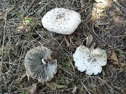 Primo caso di avvelenamento da funghi in provincia di Catania, l'Asp: &laquo;Consumateli solo se certificati&raquo;