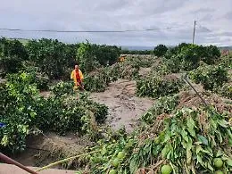 Maltempo, danni a colture e aziende agricole nel Catanese: chiesto lo stato di calamit&agrave;