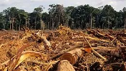 Cop26, il patto per salvare le foreste dal massacro delle motoseghe