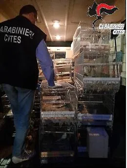 Sant'Agata di Militello, oltre cento pappagalli (anche di specie protetta) tenuti nelle gabbie al buio