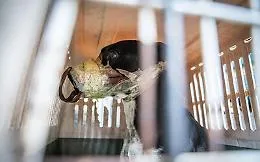 Catania, salvato un cane al quale era stata chiusa la bocca col nastro adesivo
