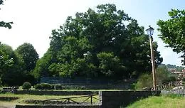 Il Castagno dei 100 cavalli di Sant'Alfio &egrave; l'Albero italiano dell'anno: ora la gara europea