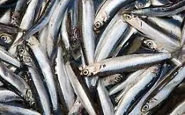 Acciughe e limonene, il concime a  costo zero