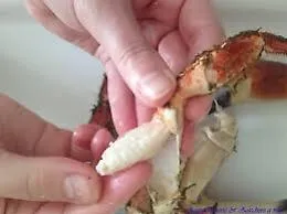 Un fiore e una chele di crostaceo per un giudice agrigentino
