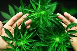 La sativa utilizzata per scopi alimentari