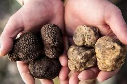 La Cerca del tartufo diventa patrimonio Unesco: festa da Alba alla Sicilia
