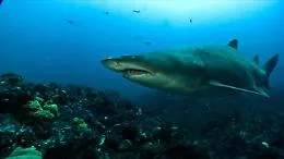 Surfista muore attaccato da uno squalo in California