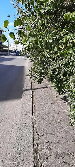 Catania: vegetazione impedisce il passaggio in via Novelli