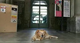 Catania: &egrave; morto Melo il cane &ldquo;custode&rdquo; dell'ex Monastero dei Benedettini, amato da studenti e docenti