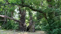 Il&nbsp;Castagno dei 100 Cavalli in gara al concorso internazionale European Tree of the Year 2022