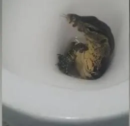 Se un piccolo Godzilla "emerge" dal water