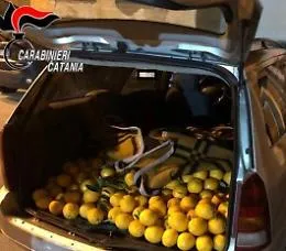 Fuggono con un'auto carica di arance rubate: bloccati e denunciati