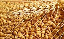 Coldiretti, prezzo di grano e altri cereali rischia di aumentare per crisi Ucraina