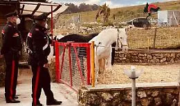 Rifiuti, abusivismo e cavalli di dubbia provenienza: sequestrato un maneggio a Canicatt&igrave;