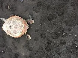 Caretta caretta trovata morta sulla spiaggia di Stromboli: aveva ingoiato una lenza