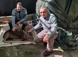 Impigliato e ferito, daino salvato dalla Forestale nel Parco delle Madonia