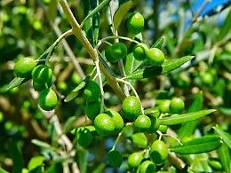 L'olio degli ulivi del Giardino della Memoria sar&agrave; sacro per i vescovi