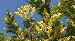 Festa della Donna, perch&eacute; il simbolo &egrave; la la mimosa?