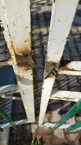 Vandali in azione alla"Citt&agrave; dei bimbi"
