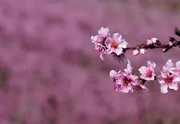 Equinozio di primavera, ecco perch&eacute; &egrave; caduto il 20 marzo e non il 21