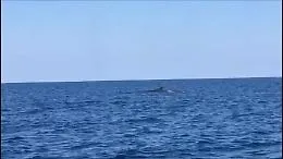A Lampedusa lo spettacolo delle balene