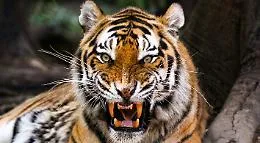 Tigre fugge dal circo e azzanna, uccidendolo, un pony