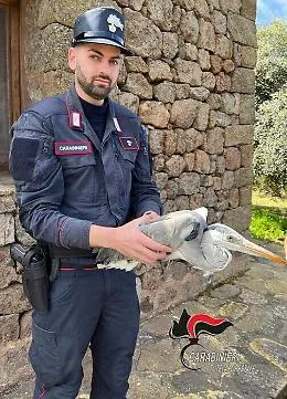 Raro esemplare di airone salvato a Pantelleria